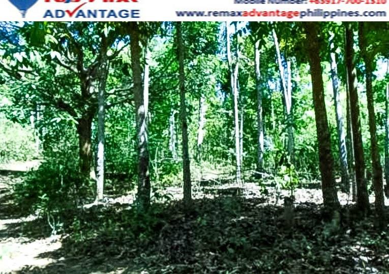 For sale in guimaras 10 - Hectare agriculturalland